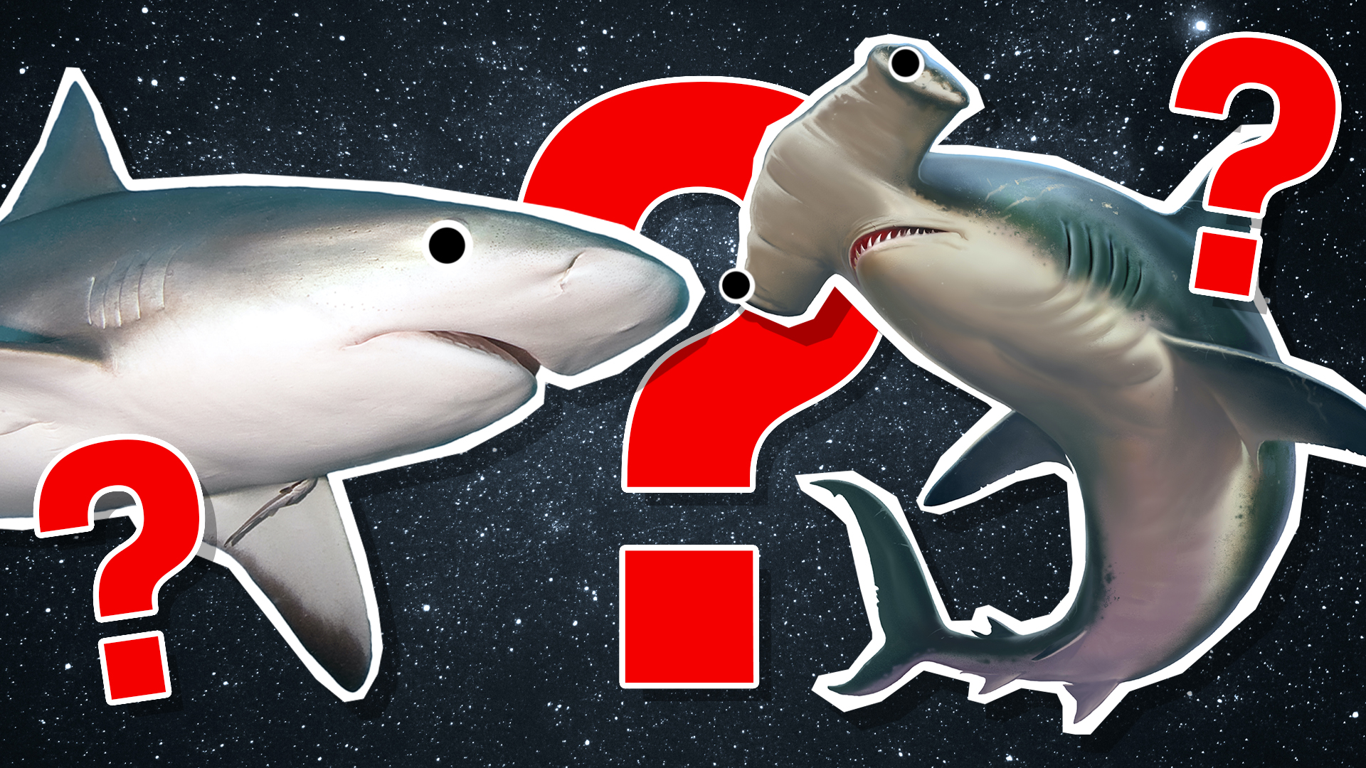 What Shark Am I? Personality Quiz