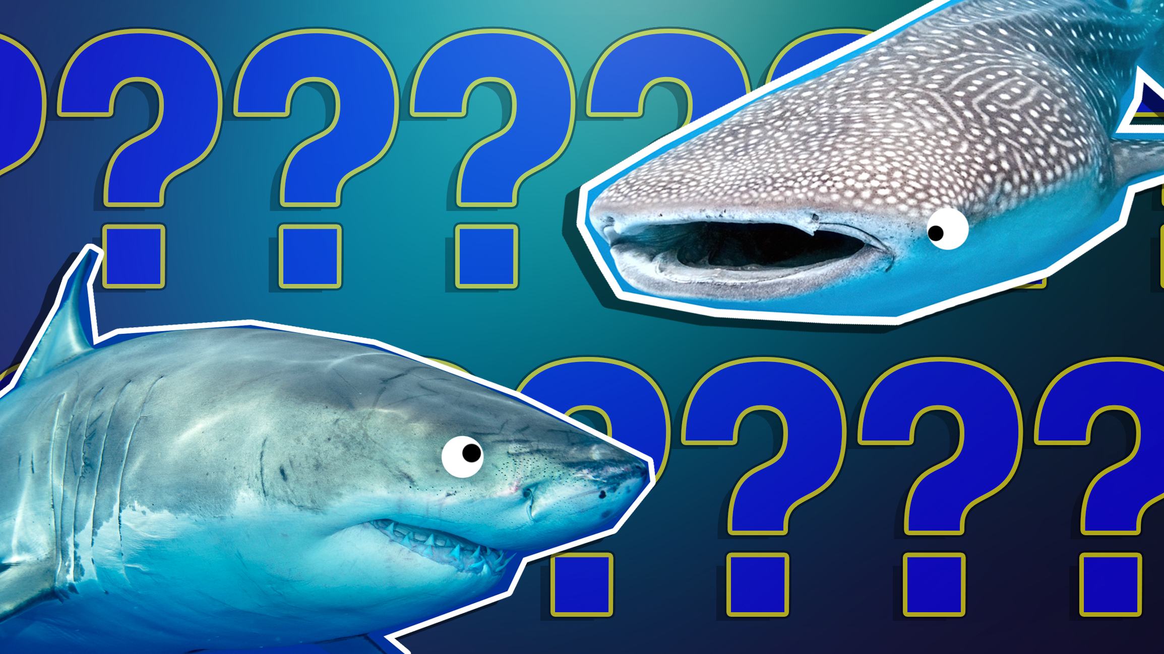 Personality Quiz: Are You Actually A Shark?
