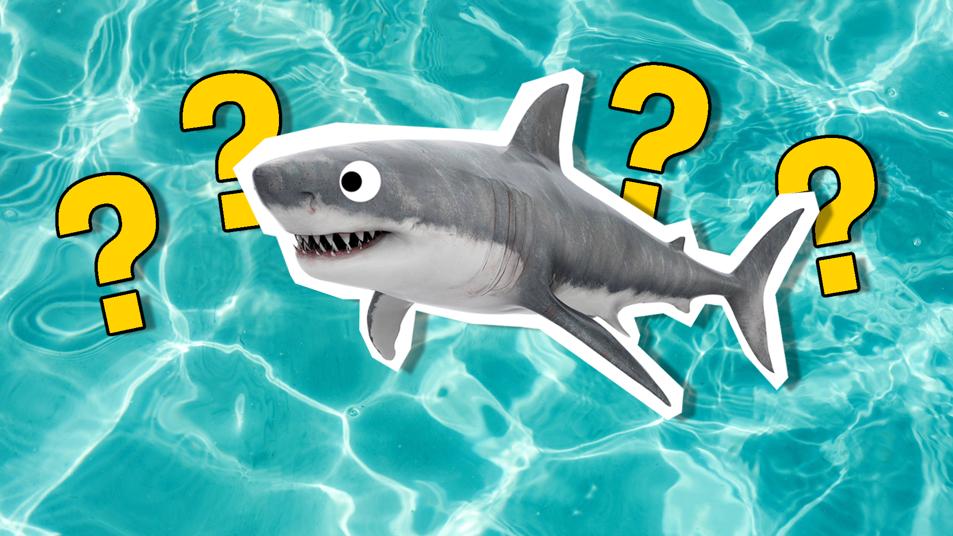 Personality Quiz: What % Shark Are You?