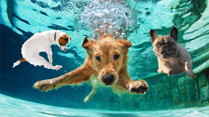 These Dogs Love to Swim!