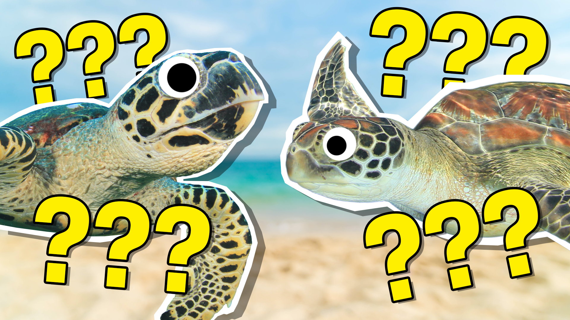 The Ultimate Sea Turtle Quiz!