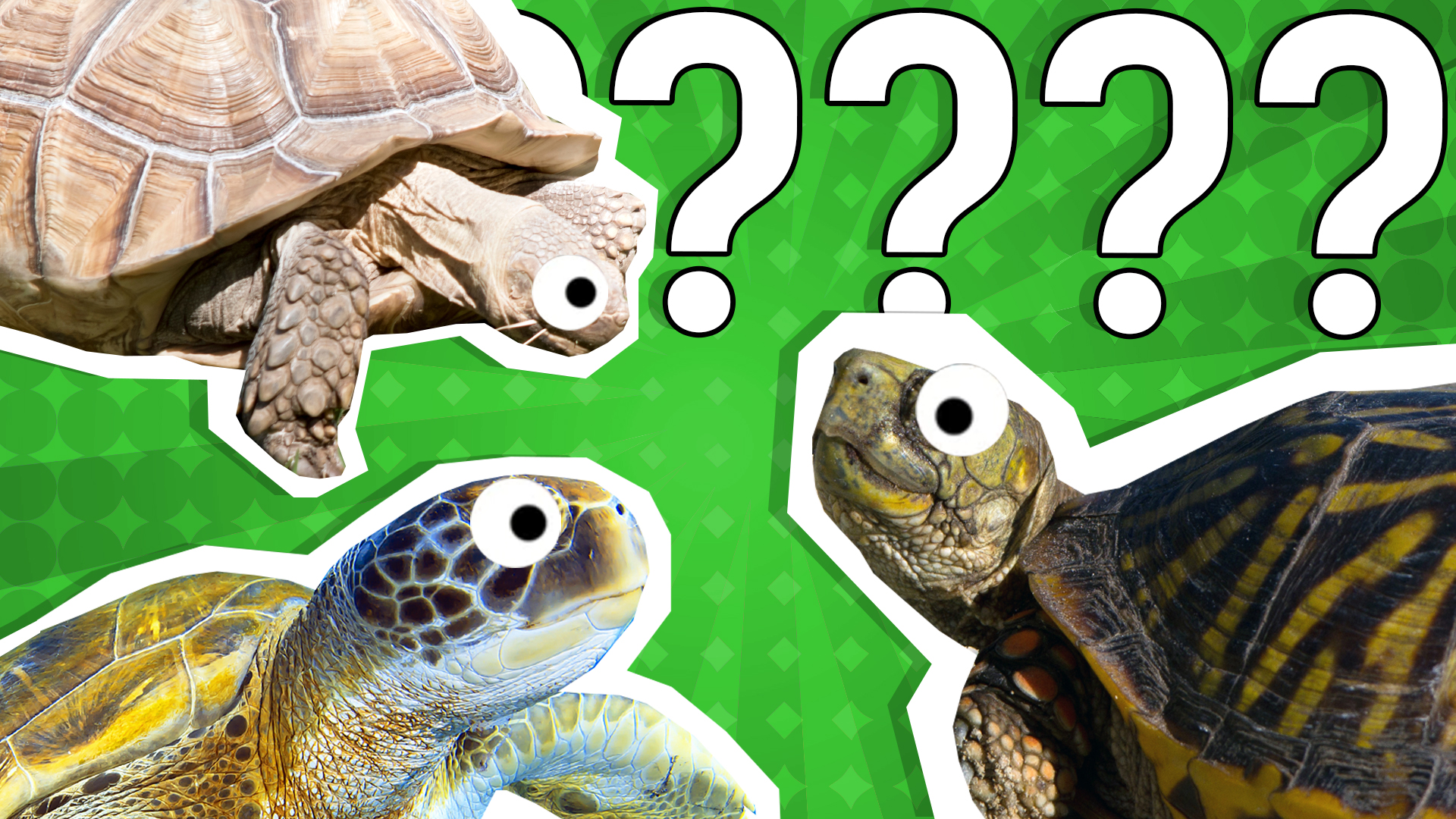 What Turtle Am I? Quiz
