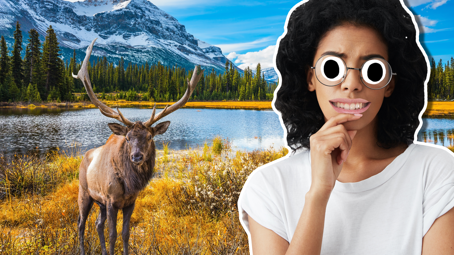 A woman and a moose in Canada