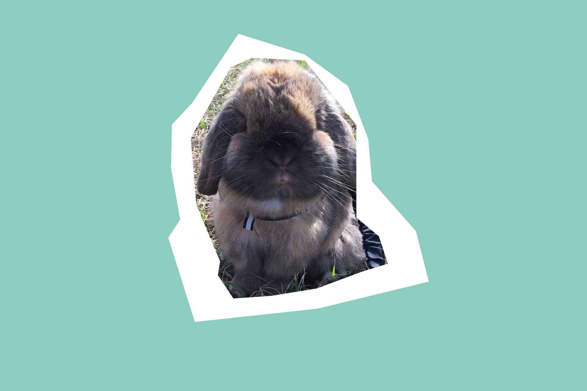 Dusty the grumpy rabbit