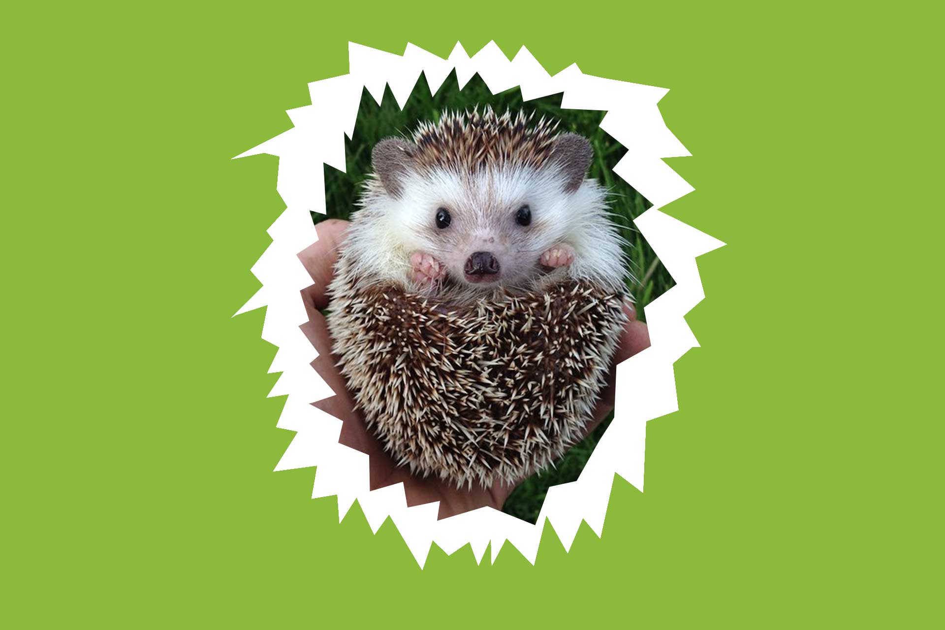 Biddy the hedgehog