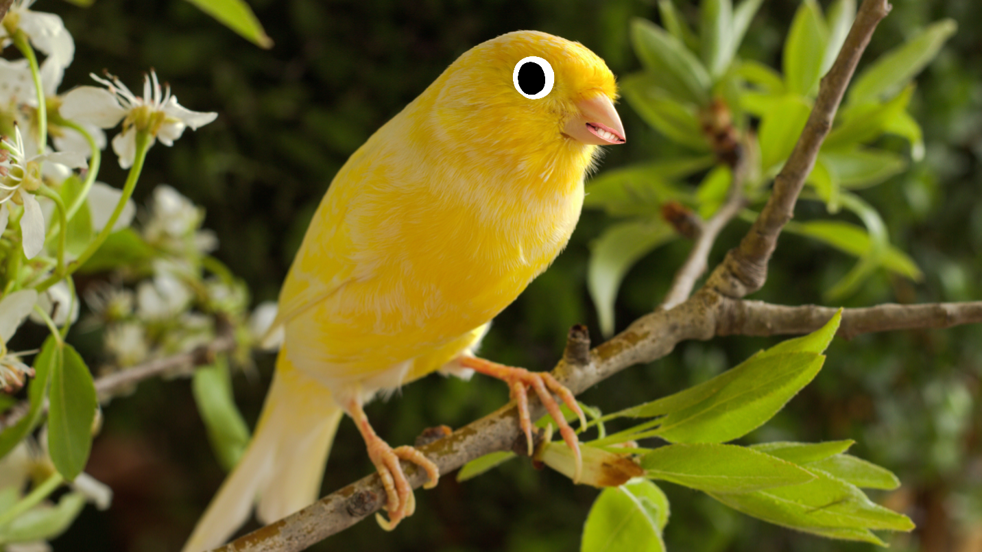 A canary 