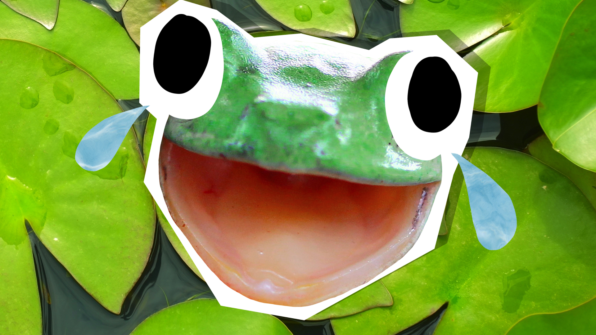 Frog Jokes