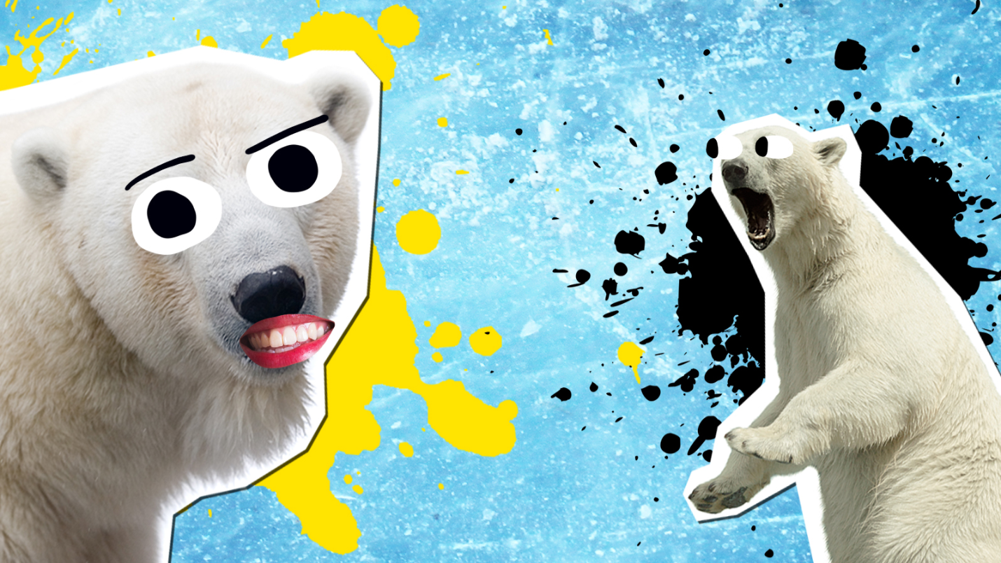 10 facts about polar bears!