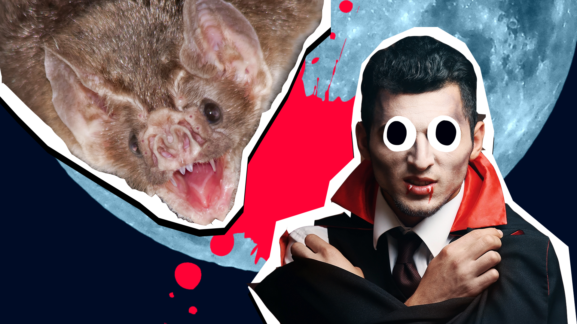 vampire bat facts thumbnail