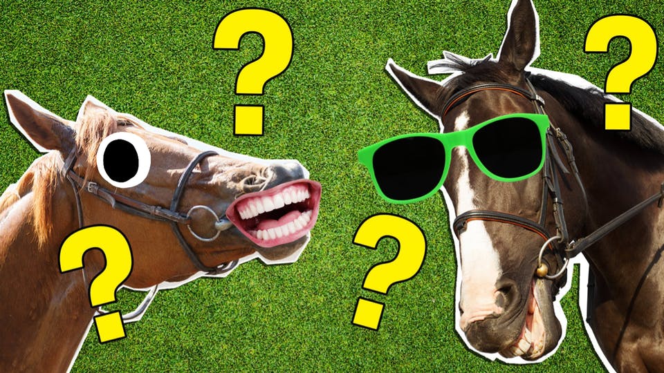 Ultimate horse quiz