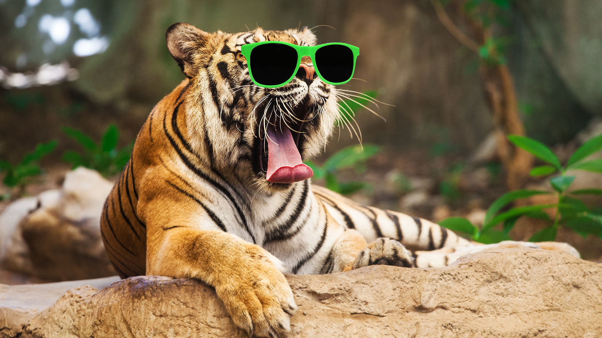 A tiger in sunglasses