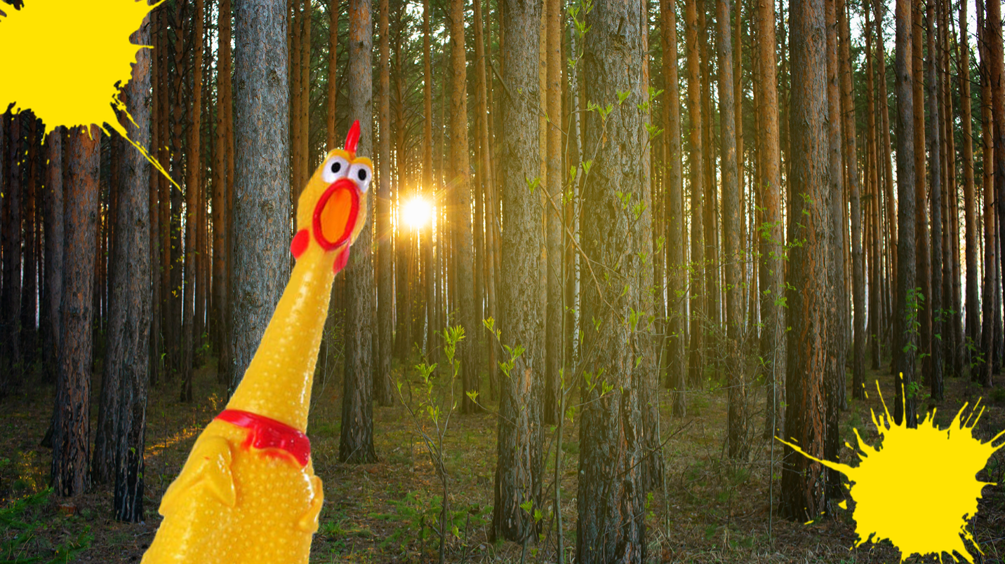 Forest scene with rubber chicken 