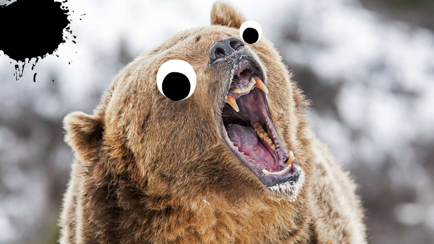Bear roaring 