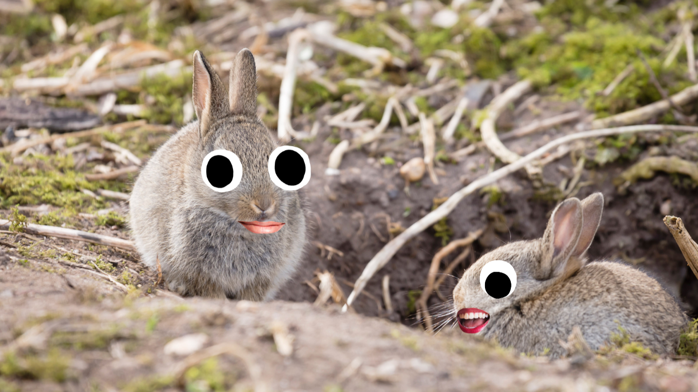Two rabbits next to burrow 