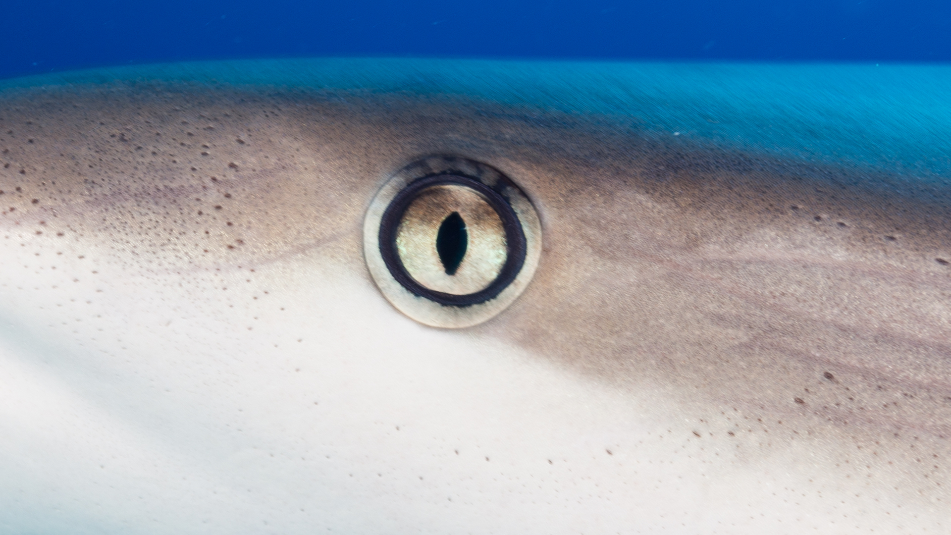 A shark's eye