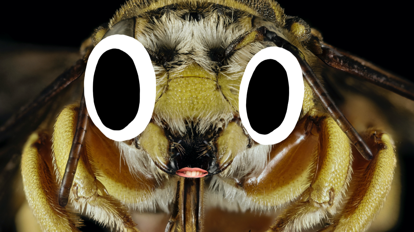 A close of a bug's face