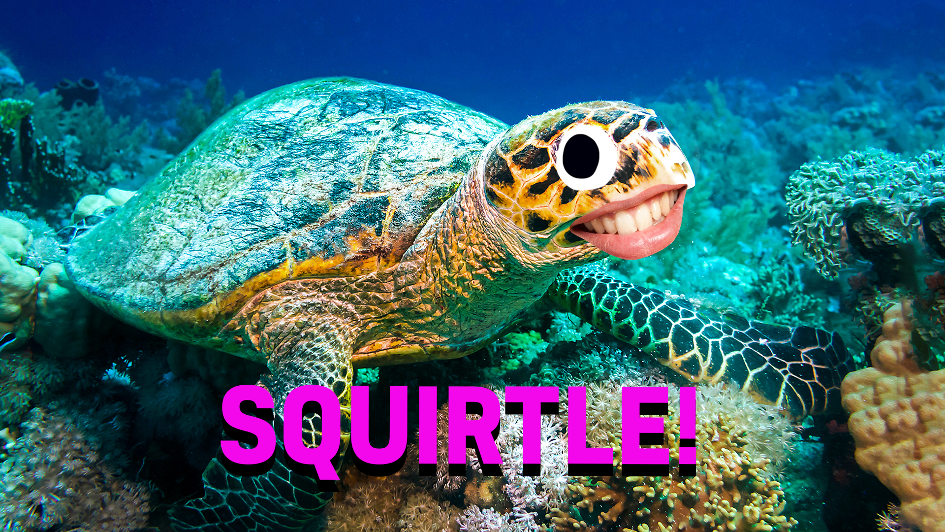 Squirtle thumbnail