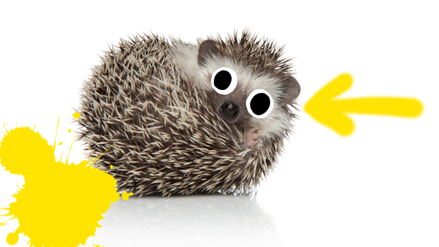 Hedghog on white background