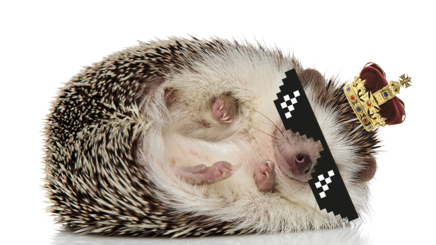hedghog on white background