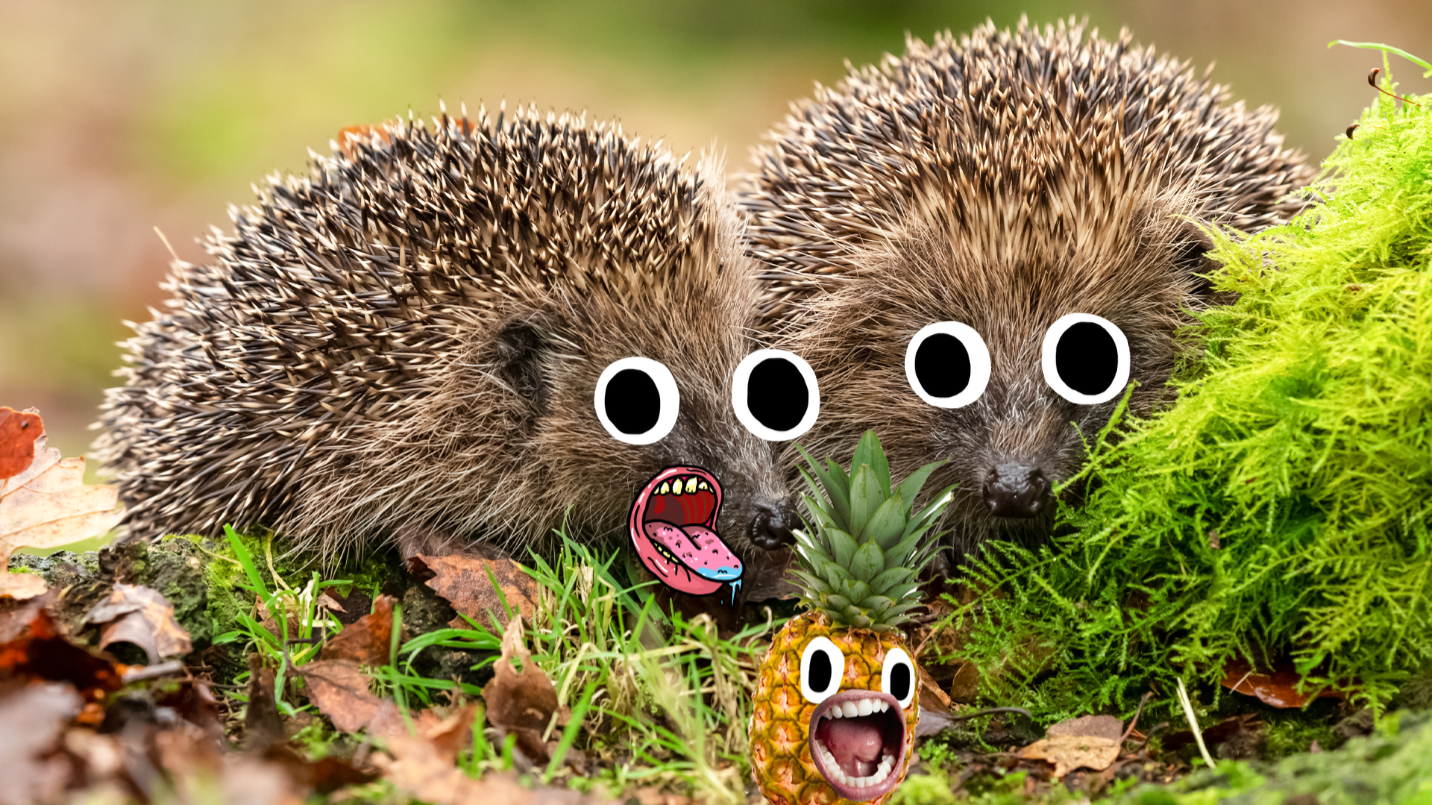 Two hedgehogs on woodland floor