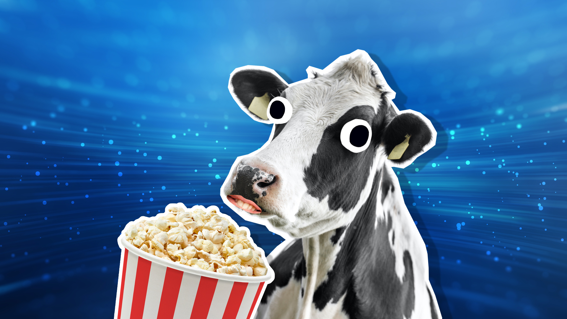 A black and white cow eating popcorn