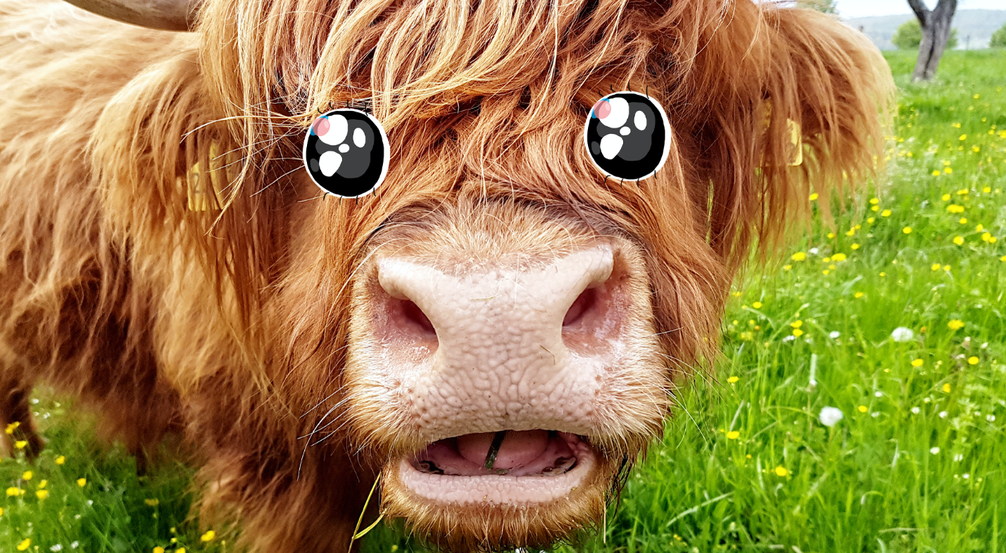 A brown cow chewing grass