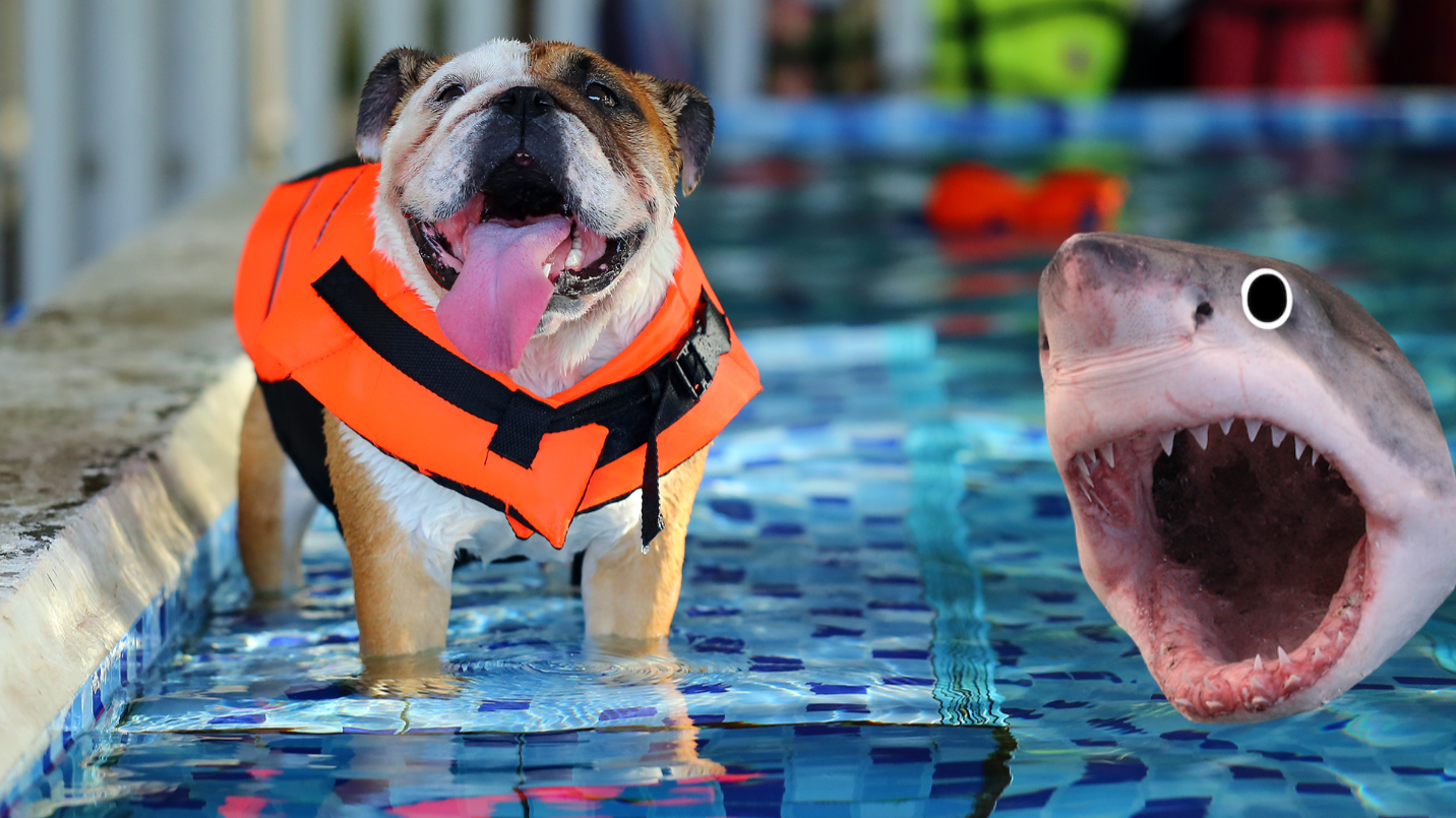 Pug in pool