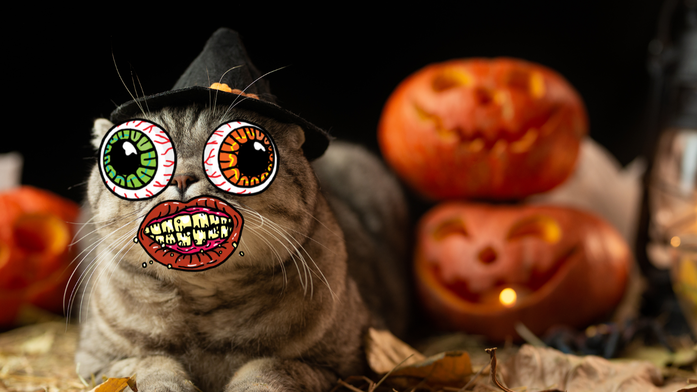 Cat in front of pumpkin
