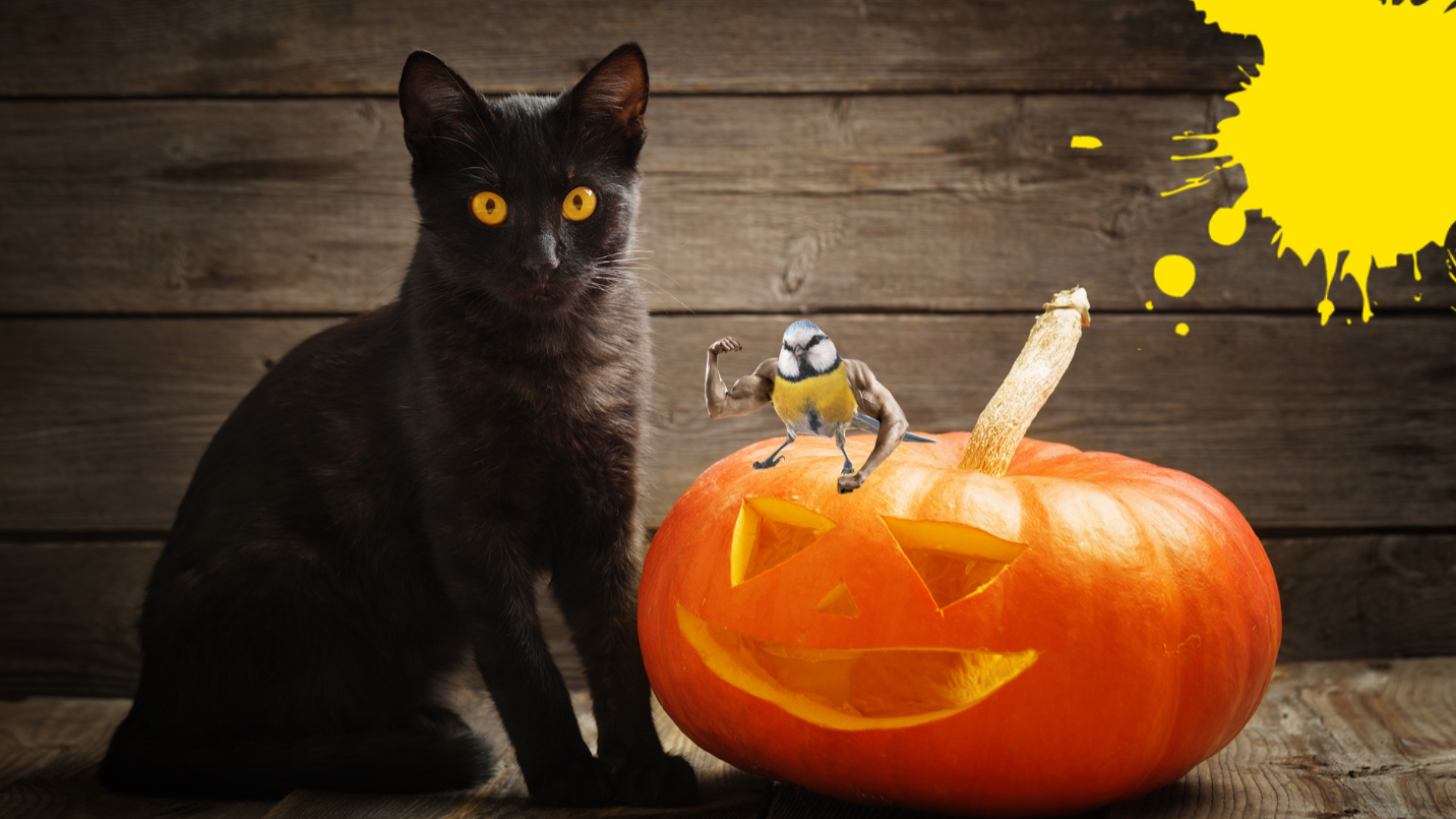 Black cat on wooden background with pumpkin