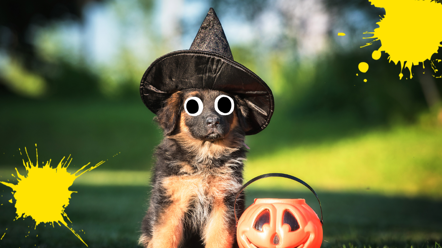 Dog in witches hat on grass with pumpkin bucket