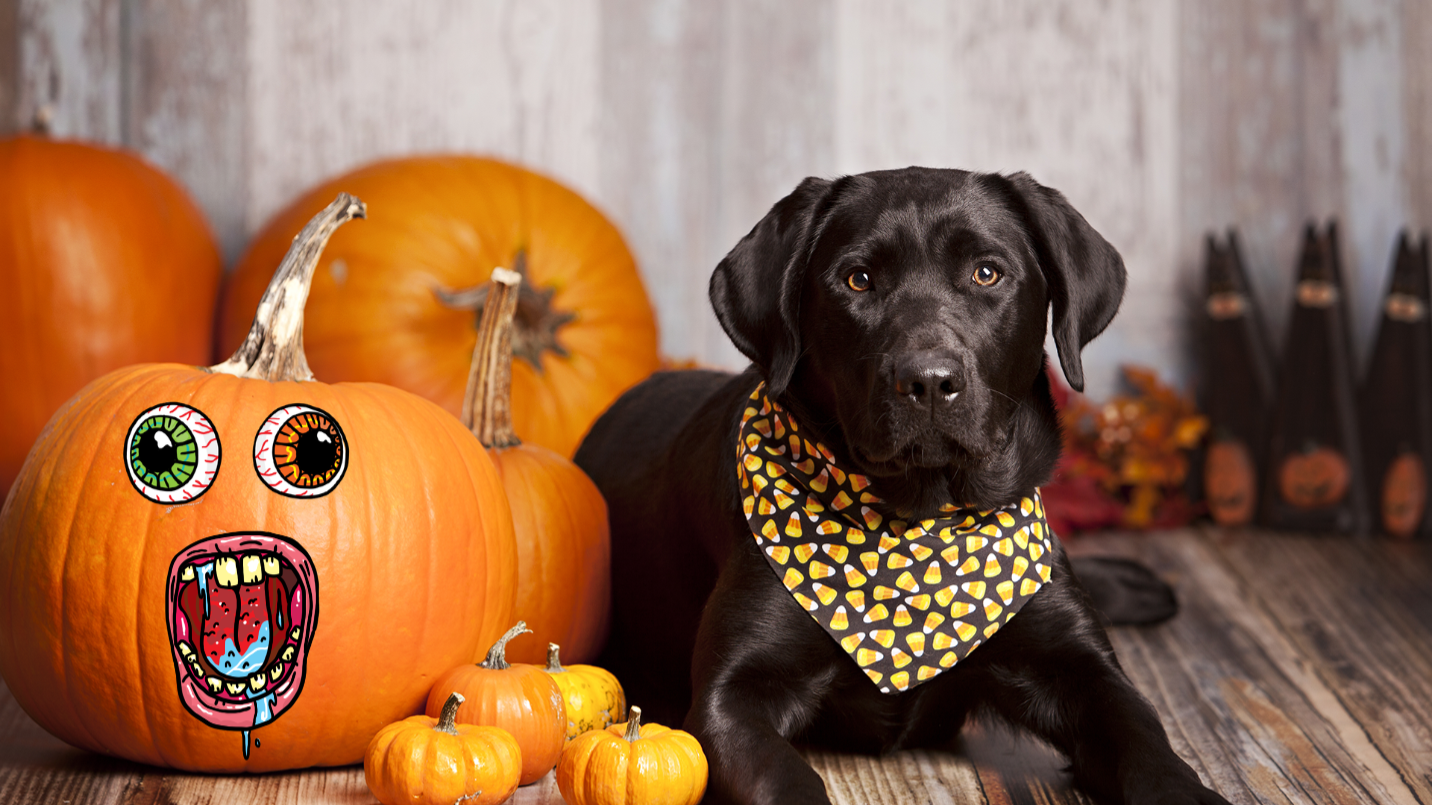 Dog with pumpkins in neckerchief