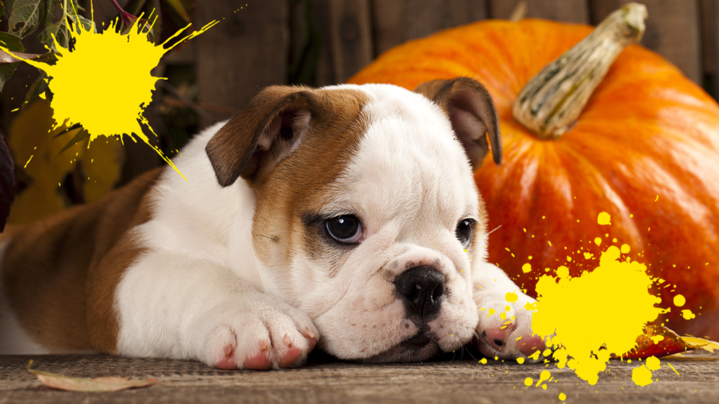 Dog looking sad with pumpkin