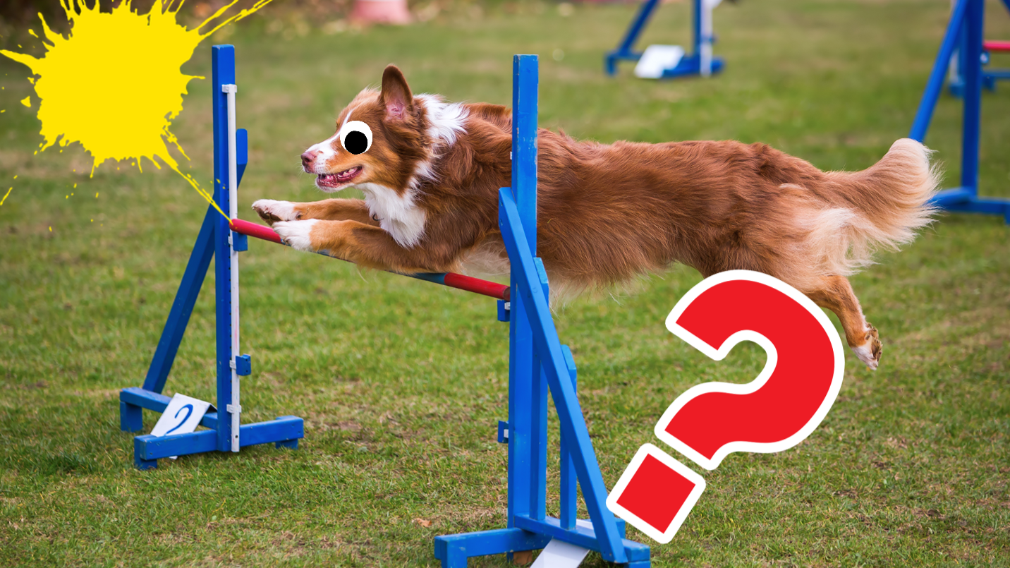 Dog jumping over hurdle on grass