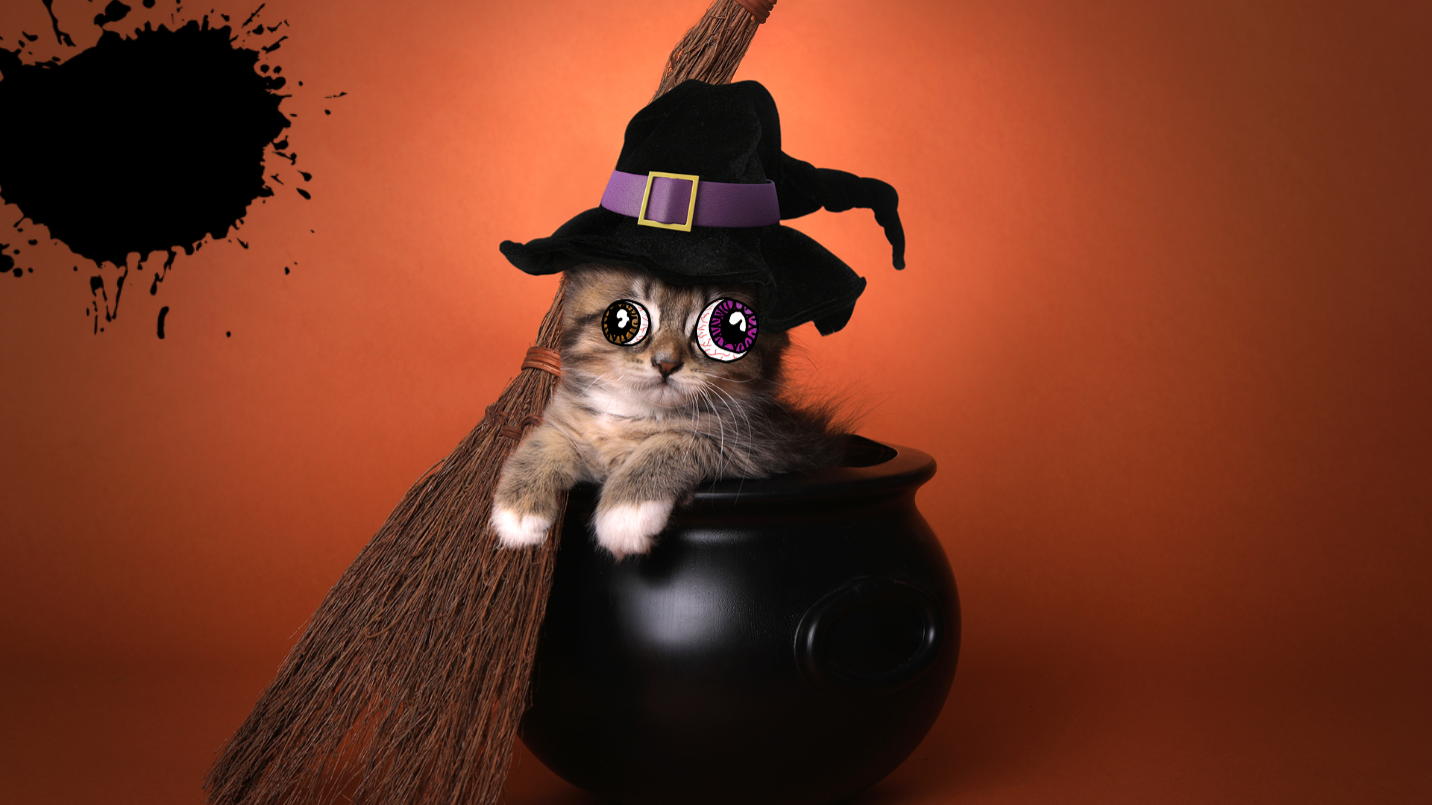 Kitten in cauldron with broom on orange background