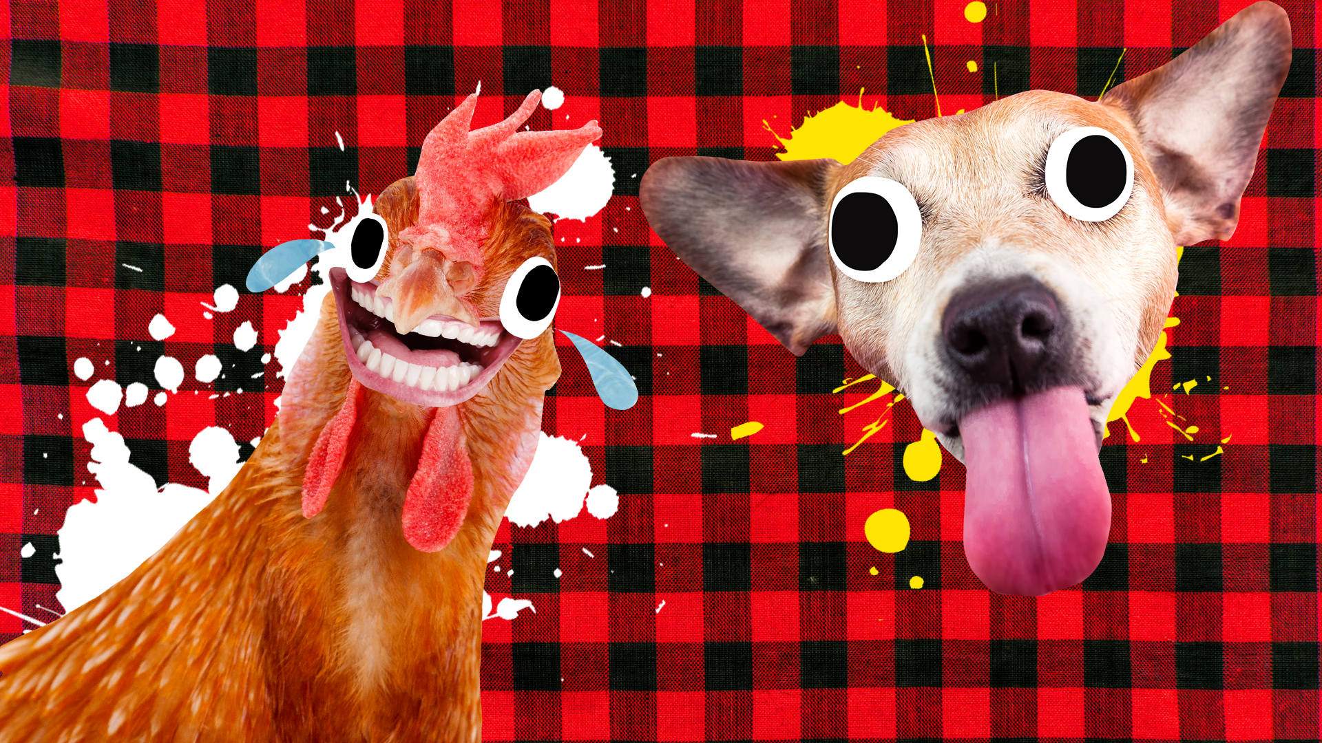A laughing chicken and dog