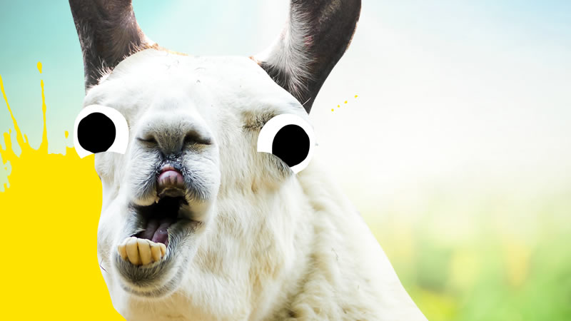 White llama grinning 