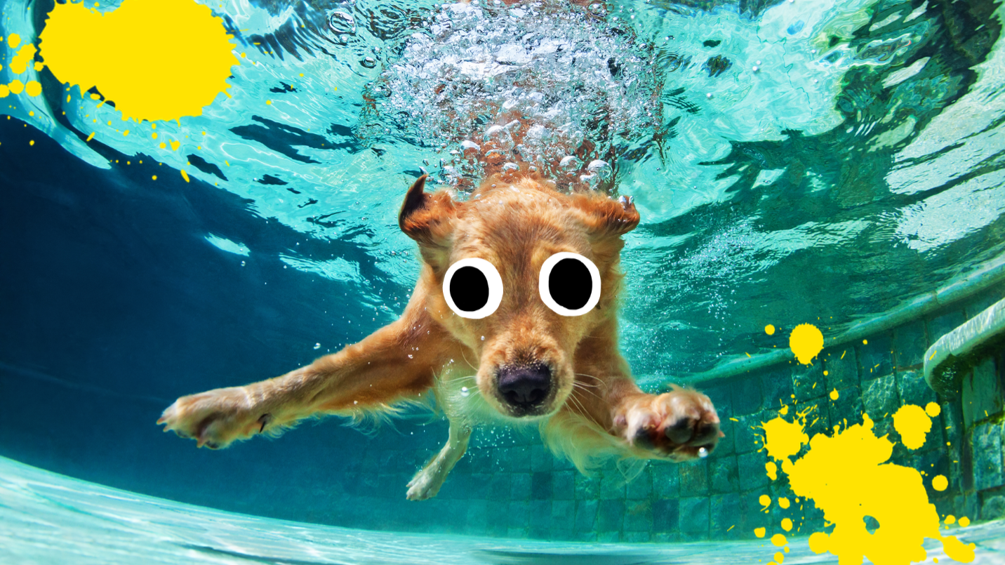 Dog underwater