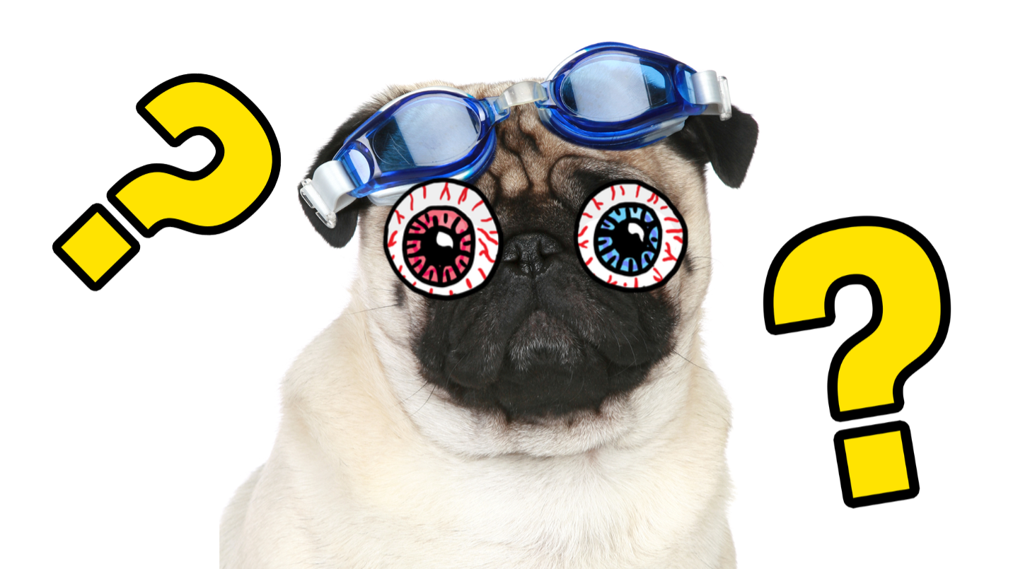 Pug in goggles in front of white background