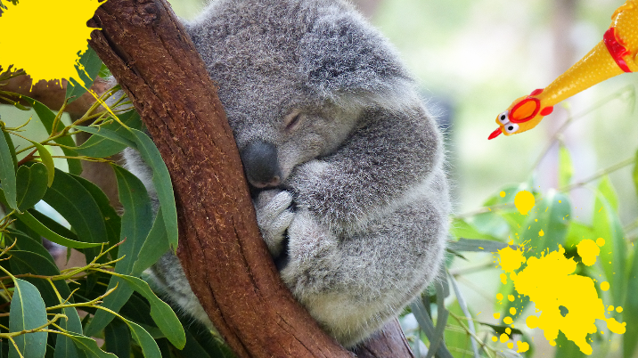 Amazing Facts about Koala Joeys