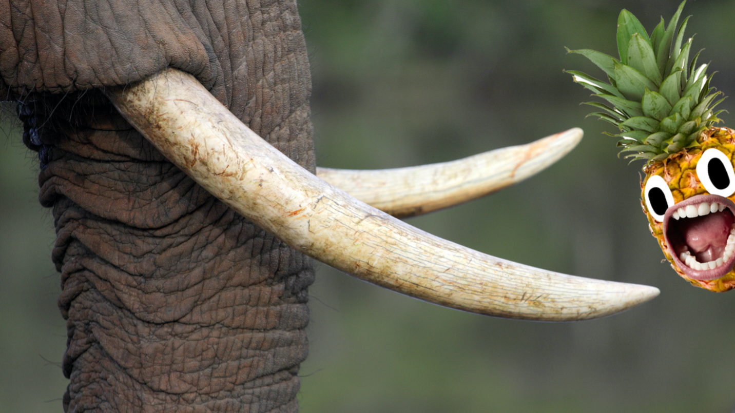 Elephant tusk