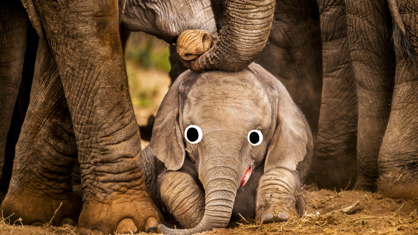 A baby elephant 