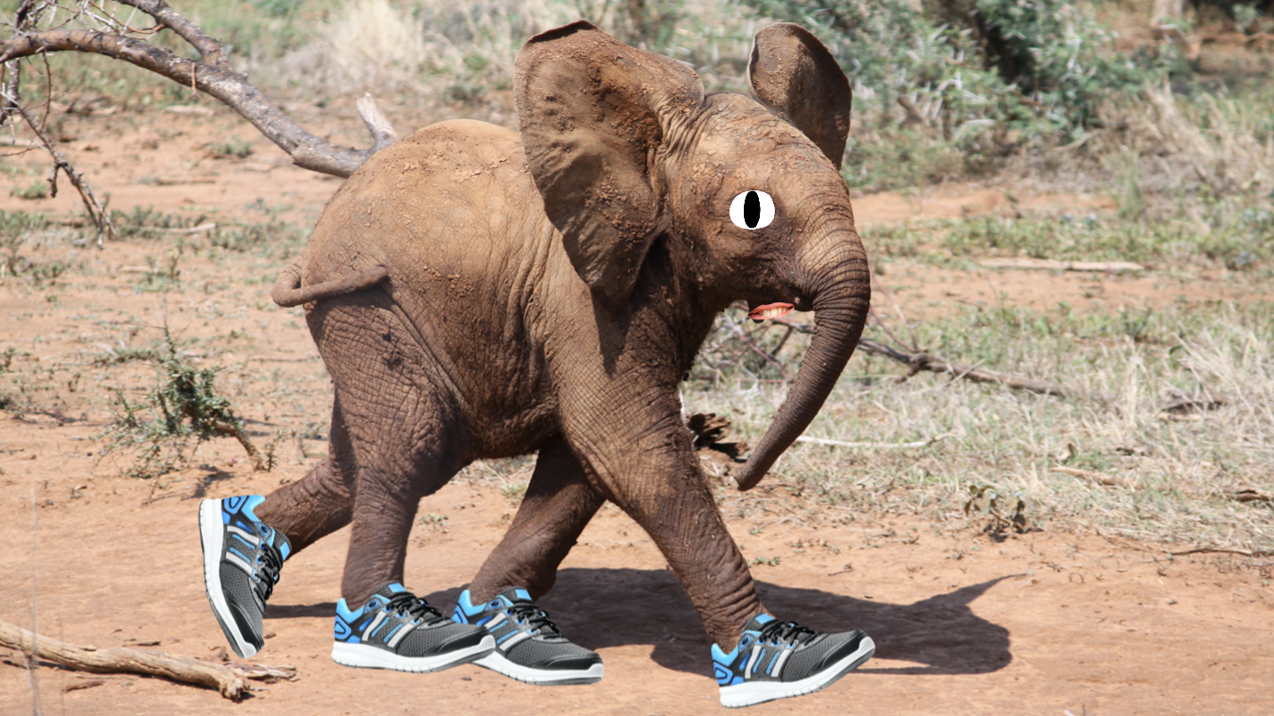 A small elephant wearing running shoes