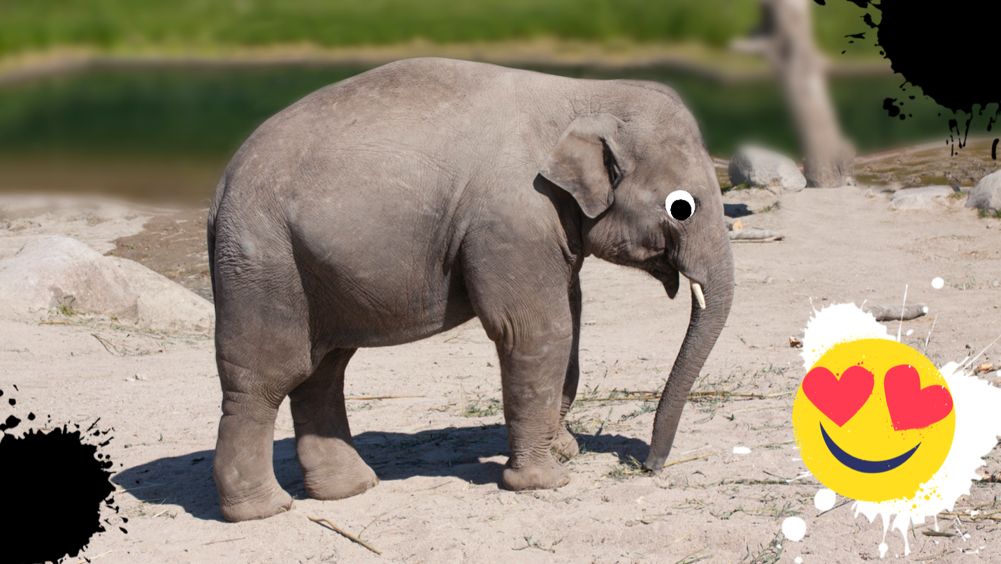 An elephant calf