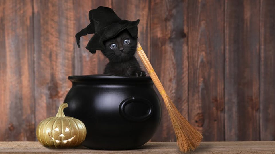 Cute black kitten with witches hat and broomstick