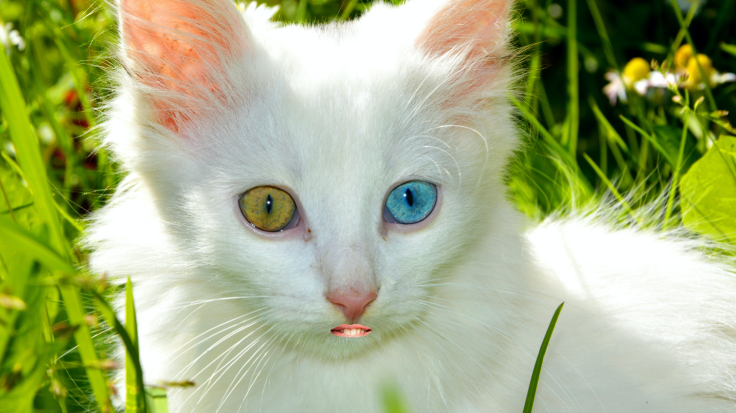 A cat with two different coloured eyes