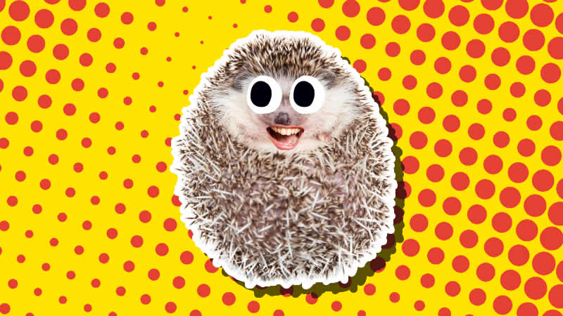 A super-cute hedgehog chuckles at our awesome hedgehog jokes. On closer inspection we can see it has human lips!