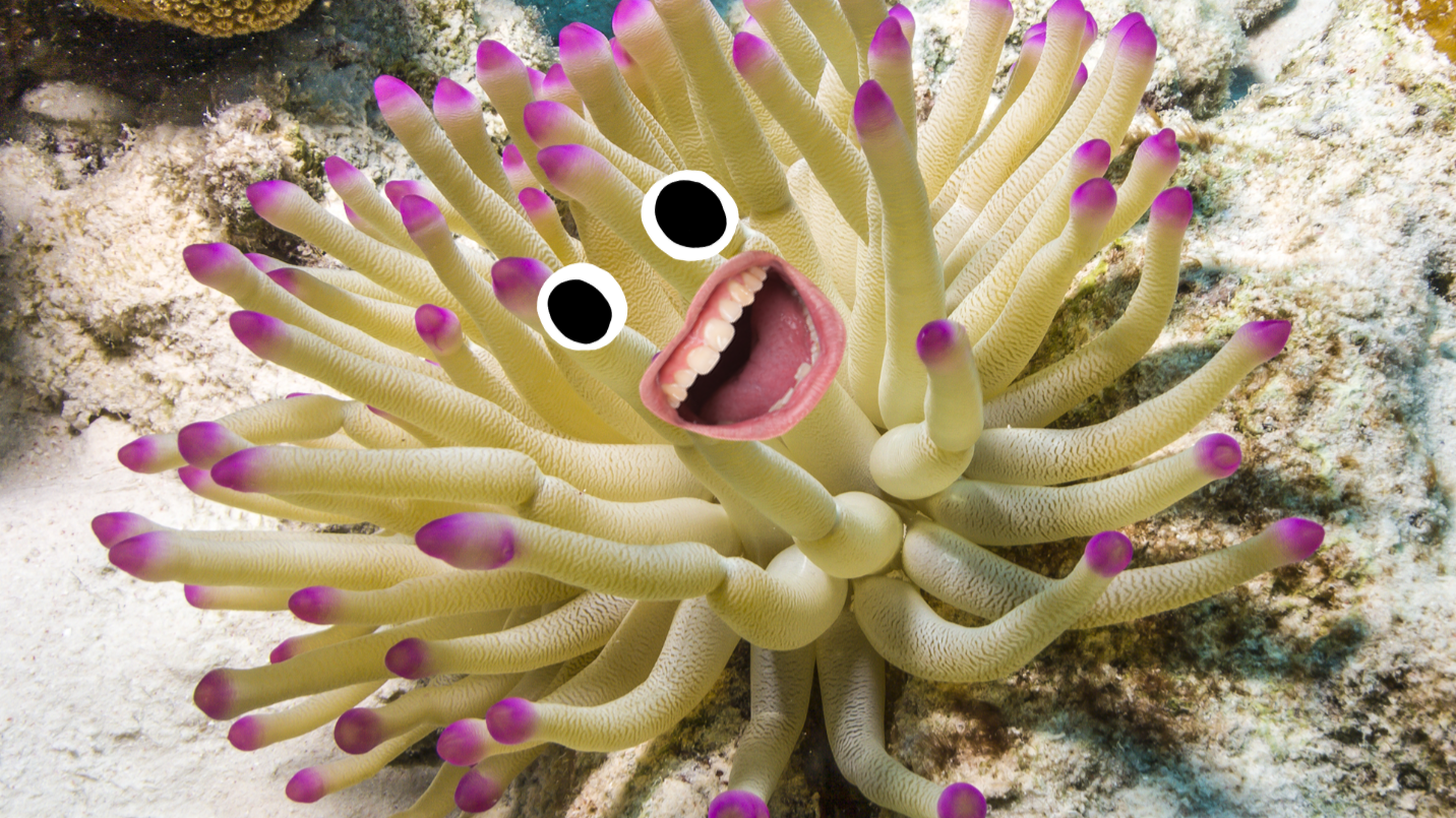 Sea Aneome with face
