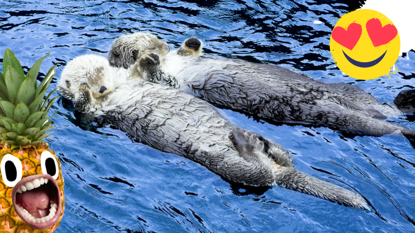 Two otters holding hands