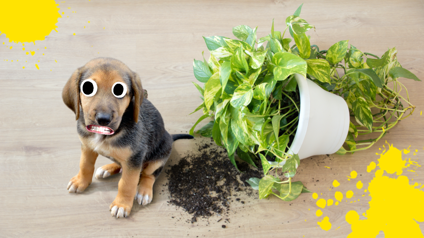 A puppy next to a spilled potted plant