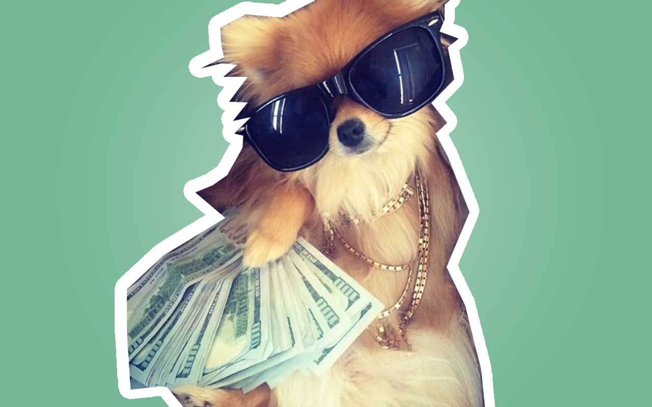 A very wealthy dog